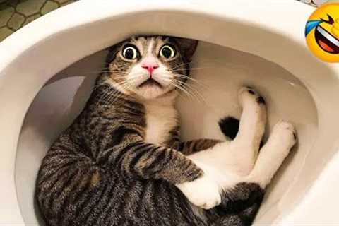1 Hour Of Funniest Animals 😅 New Funny Cats and Dogs Videos 😸🐶 Part 14