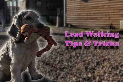 Lead Walking Tips &amp; Tricks with Adam