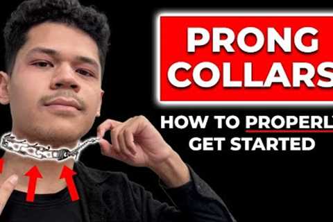 Watch This Video BEFORE Using a Prong Collar
