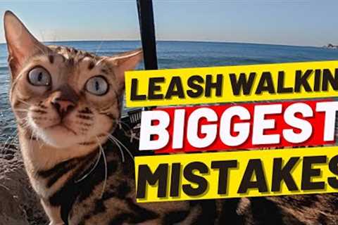 If You’re Walking Your Cat DON’t MAKE THESE 10 MISTAKES