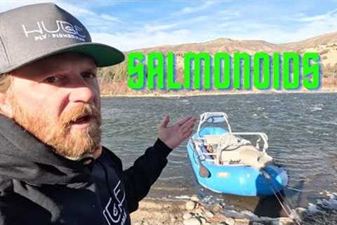 SALMONOIDS!