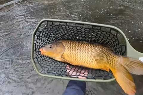 PA Fly Fishing Late Fall, CARP, SUCKERS and TROUT, and even some DRY FLY ACTION!!