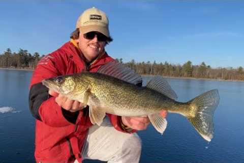 Ice Fishing Evening Walleyes on First Ice! (Tons of action!)