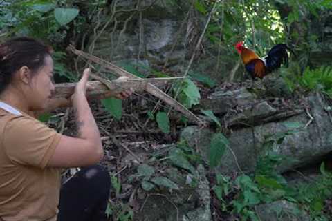 Skills to hunt wild chickens and find food. wild, surviving alone, survival instinct