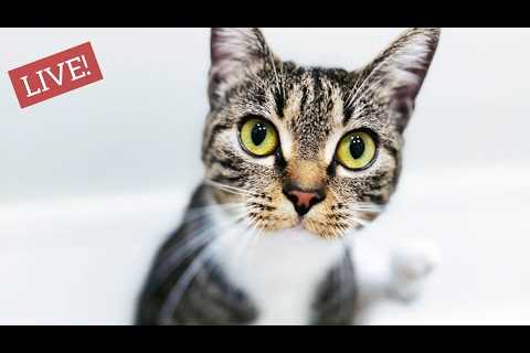 LIVE: Pregnant rescue cat and her two teen daughters about to give birth!