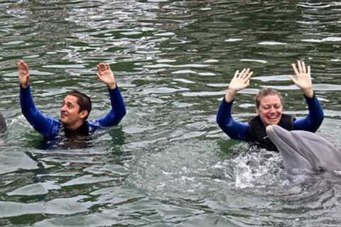 Dolphins Plus Reviews – Amazing Swimming with Dolphins In Key Largo