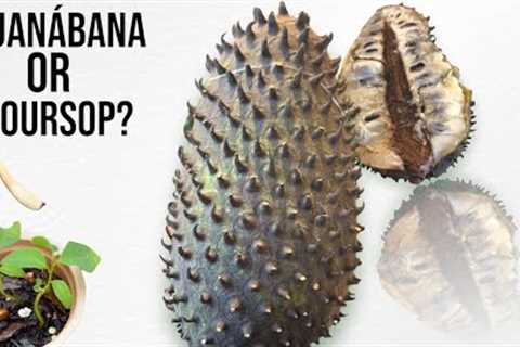 I’m Curious About This Fruit. So I Got One To Grow And To Make Candy. SOURSOP a.k.a GUANABANA