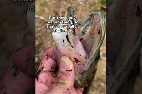 Easiest way to Catch Fish