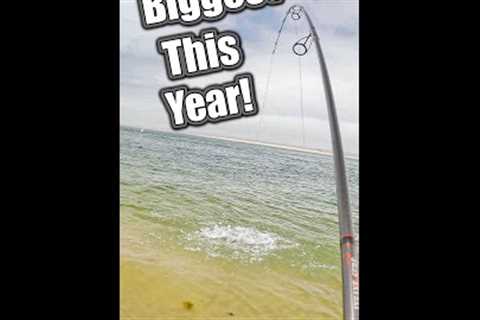 How I Caught My BIGGEST Fish!! fishing saltwater bluefish