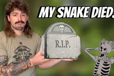 One of my favorite snakes died..