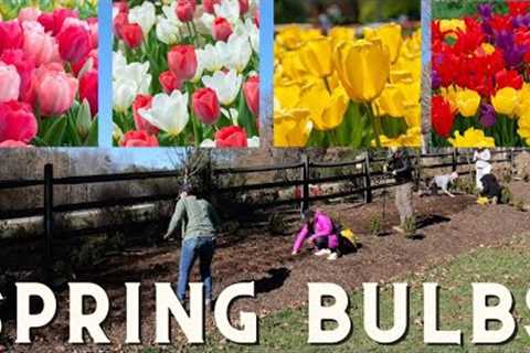 It Will Be A GORGEOUS Spring: Planting Spring Bulbs