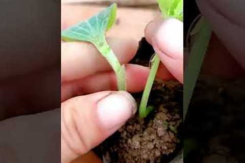 Grafting tip for seedling #shorts #gardening