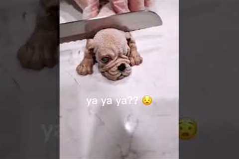 MY PUPPY REACTS TO SCARY VIDEOS... 😂 #SHORTS
