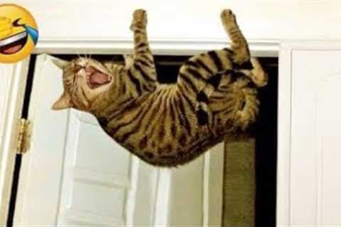 CATS will 102% make you laugh 😂Funny Cats Videos 2023