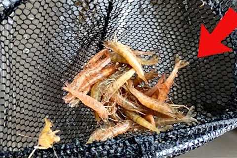 This Is Why I Fish With Live Shrimp (Fishing Saltwater Florida)