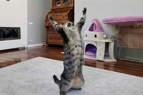 Funniest Cats 😹 Silliest Creature on Earth 😂 Funny Cats Videos 2023