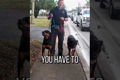 Do You Want a Well Behaved Dog? Give Them a Job to Do!