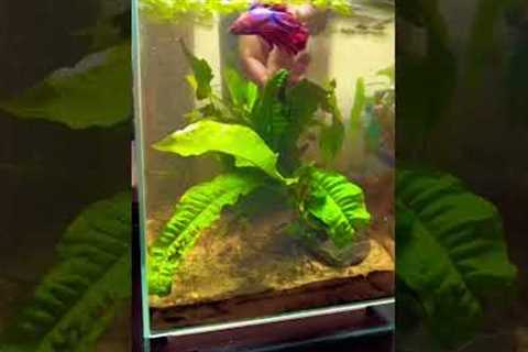 Cleaning up Steve the Betta’s tank (speedrun) #shorts #aquarium #cleaning
