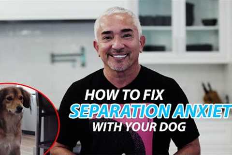 Cesar Explains How To Fix Separation Anxiety With Your Dog