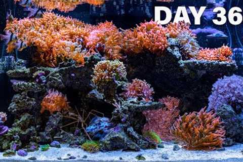 365 Days to Make a Saltwater Coral Reef Fish Tank