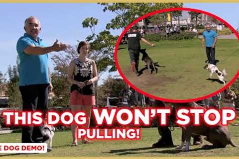 How To Stop Dog Pulling! (Dog Nation Tips) w/ Cesar Millan!