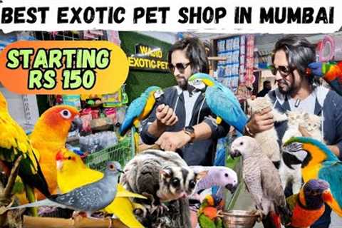 Exotic pet shop in Mumbai | Delivery Anywhere in India | Birds | Cats &amp; More | Wajid Exotic Pet ..