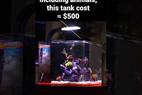 How Much Does a New Saltwater Aquarium Really Cost?