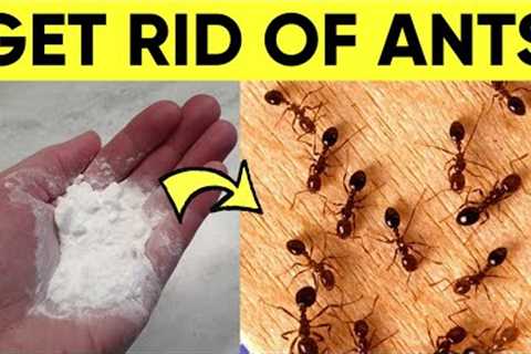 A Natural Way to Get Rid of Ants in House Permanently (In 1 Minute)