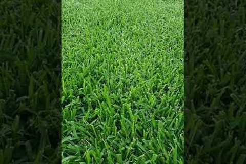 St Augustine Lawn Care Tips in 59 Seconds on Fertilization, Weed Control, Watering and Mowing