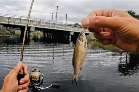 4 Hours of RAW and UNCUT Fishing with LIVE Shiners and Gulp Minnows | Lake Ida Florida