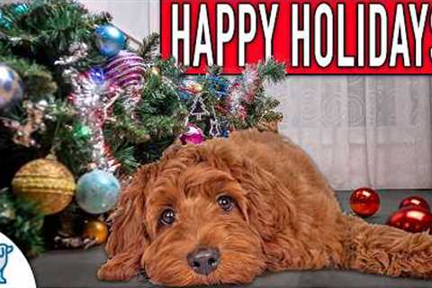 Owning A Dog At Christmas Doesn't Have To Be STRESSFUL!