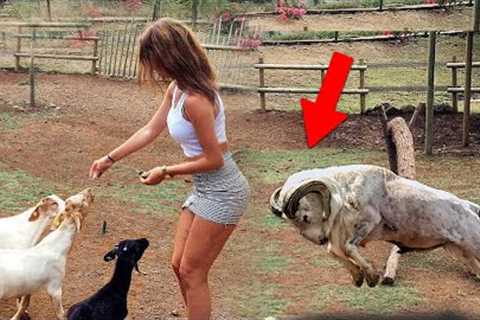 When Aggressive Goats Go On A Rampage