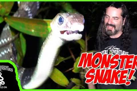 FINDING THE BIGGEST TYPICAL SNAKE (Colubrid) IN THE WORLD IN SINGAPORE!