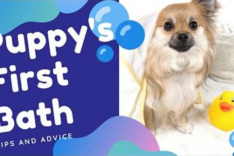 First Puppy Bath - Tips to Make It A Positive Experience