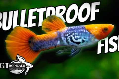 I Dare You To Try To Kill These Fish!