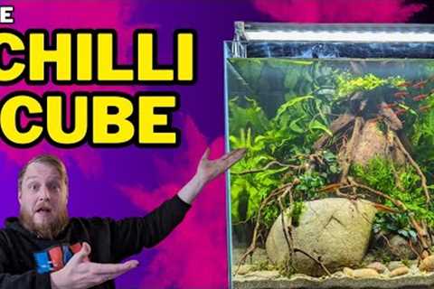 New FISH ROOM scape! simple CHILLI RASBORA &amp; EPIPHYTES (How To: Step By Step Guide, Planted..
