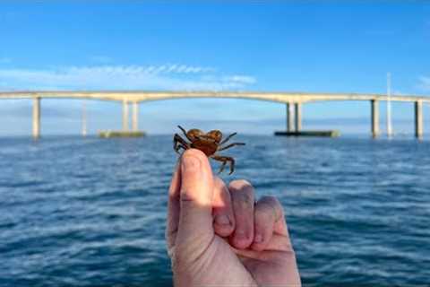 Catching Fish EVERY CAST Around This HUGE Bridge Using Live Crabs &amp; Shrimp! *Catch, Clean,..