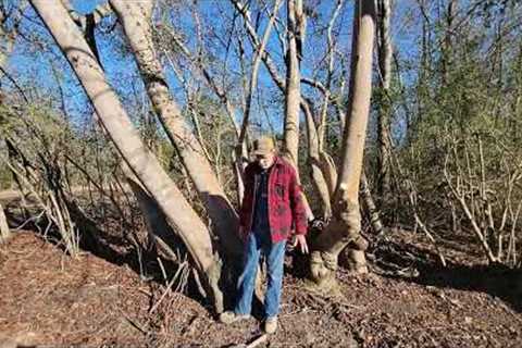 Giant Pine, Cedar and Tung Nut Trees Feb 2023)