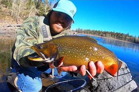 Late FALL FLY FISHING for CHUNKY BROOK TROUT!!