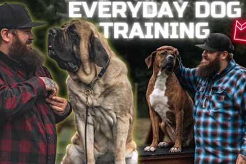 Dog Training I Do Everyday With All My Dogs