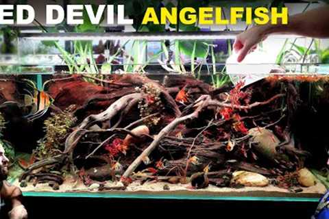 Red Devil Angelfish Aquarium: EPIC 4ft Aquascape Tutorial