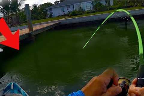 Endless FREE BAIT For Catching Big Sheepshead