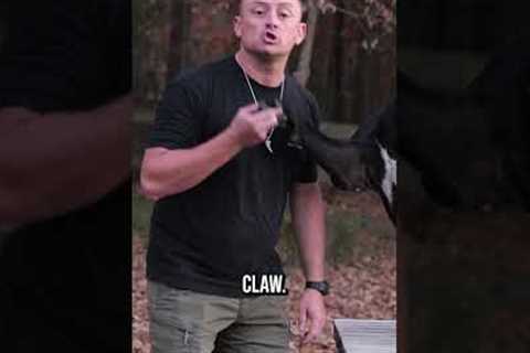 Should You Teach Your Dog Paw?