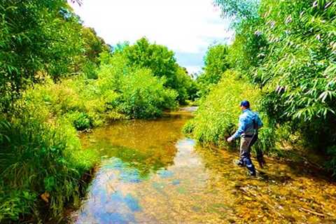 Sight Fishing for Brown Trout with a Single Fly