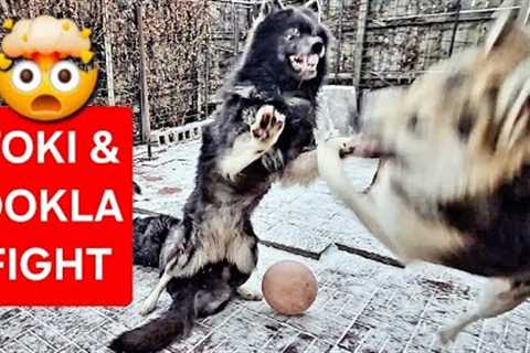 Ookla &amp; Toki Fight!! - How Do I Handle It?