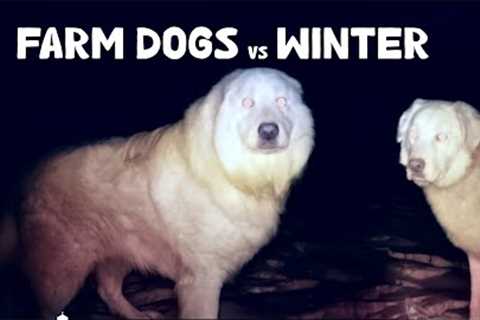 How My Dogs Sleep Outdoors in Winter