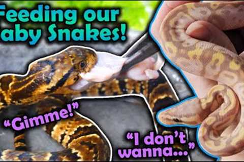 Feeding Baby Snakes their First Meals!