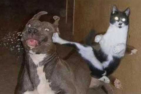 CATS vs DOGS 🐱🐶 What they allow themselves 🤣 FUNNY ANIMALS VIDEOS 2023