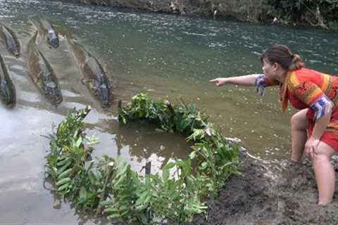 How to Build fish trap - Skills Survival with many fish in river