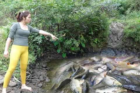 Full Videos: Survival Skills, Fishing Techniques Harvesting Many Big Fish, Survival Fishing
